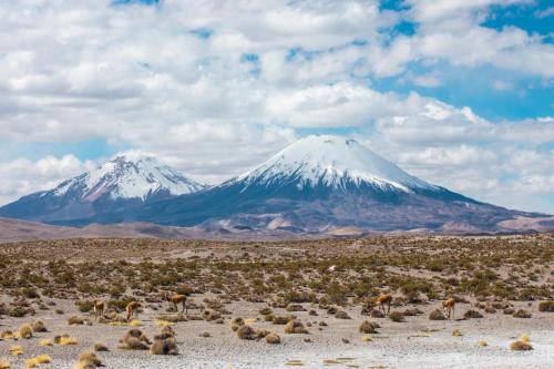 Altiplano chileno/boliviano